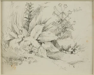 Natuurstudie